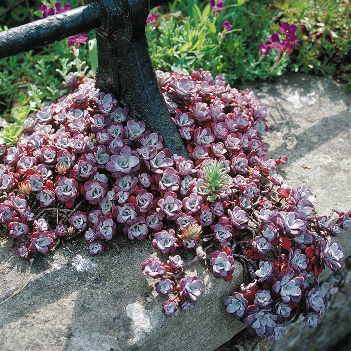 Sedum spathulifolium Purpureum-седум (1325-1)